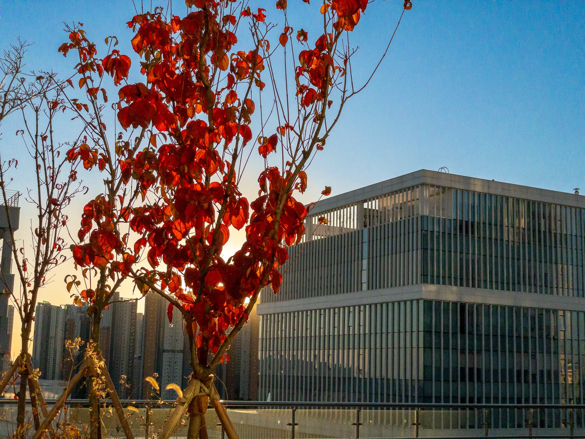 도심 속 가을의 속삭임