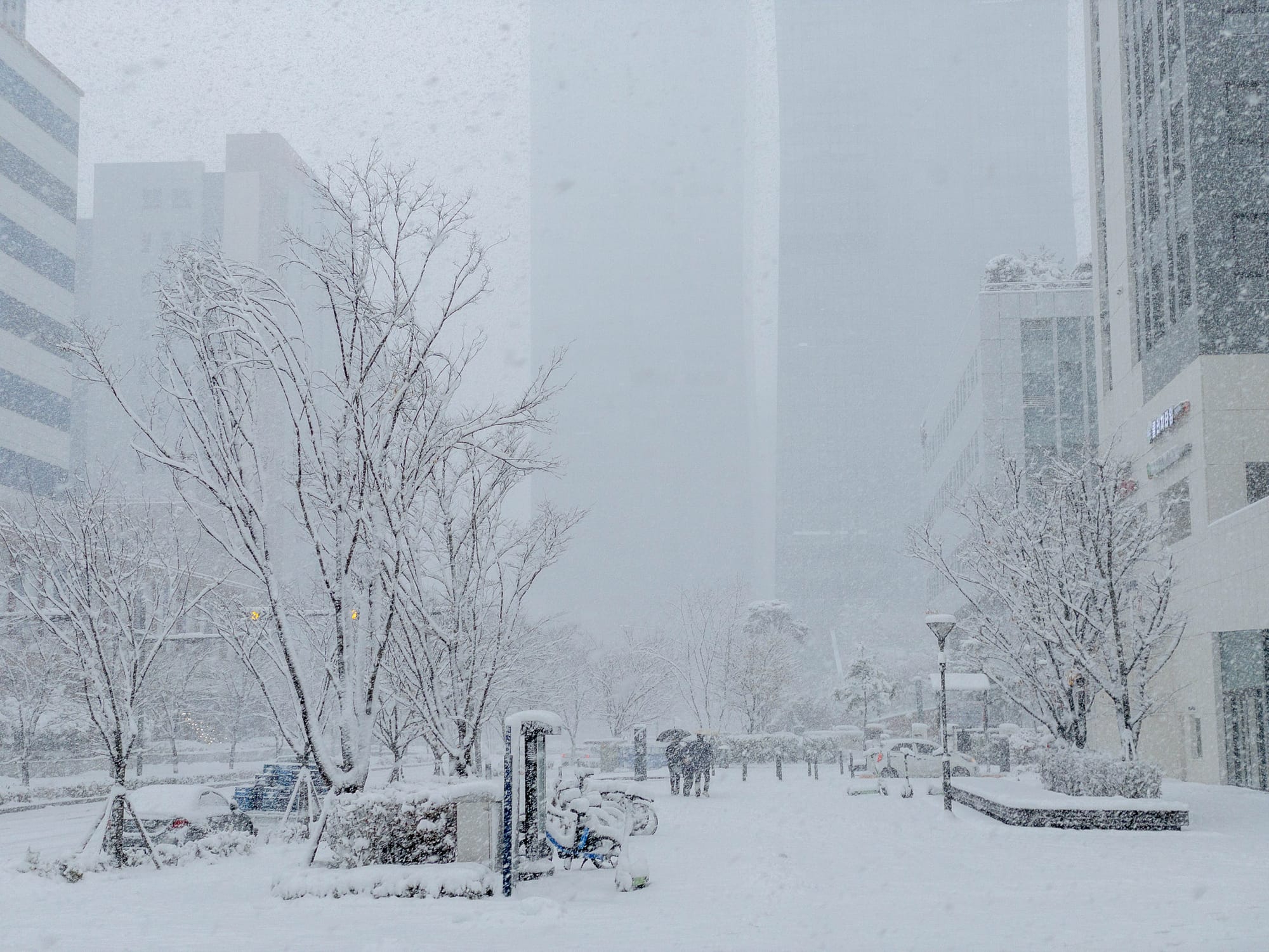 첫눈이 그린 겨울 그림